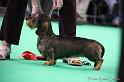 Crufts2011_2 1643